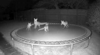 Urban Foxes: The Unwelcome Guests Taking Over Your Backyard - American